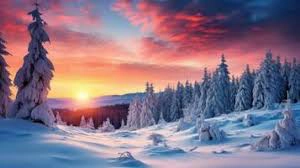 Snowy trees on a mountain side, with the sunsetting